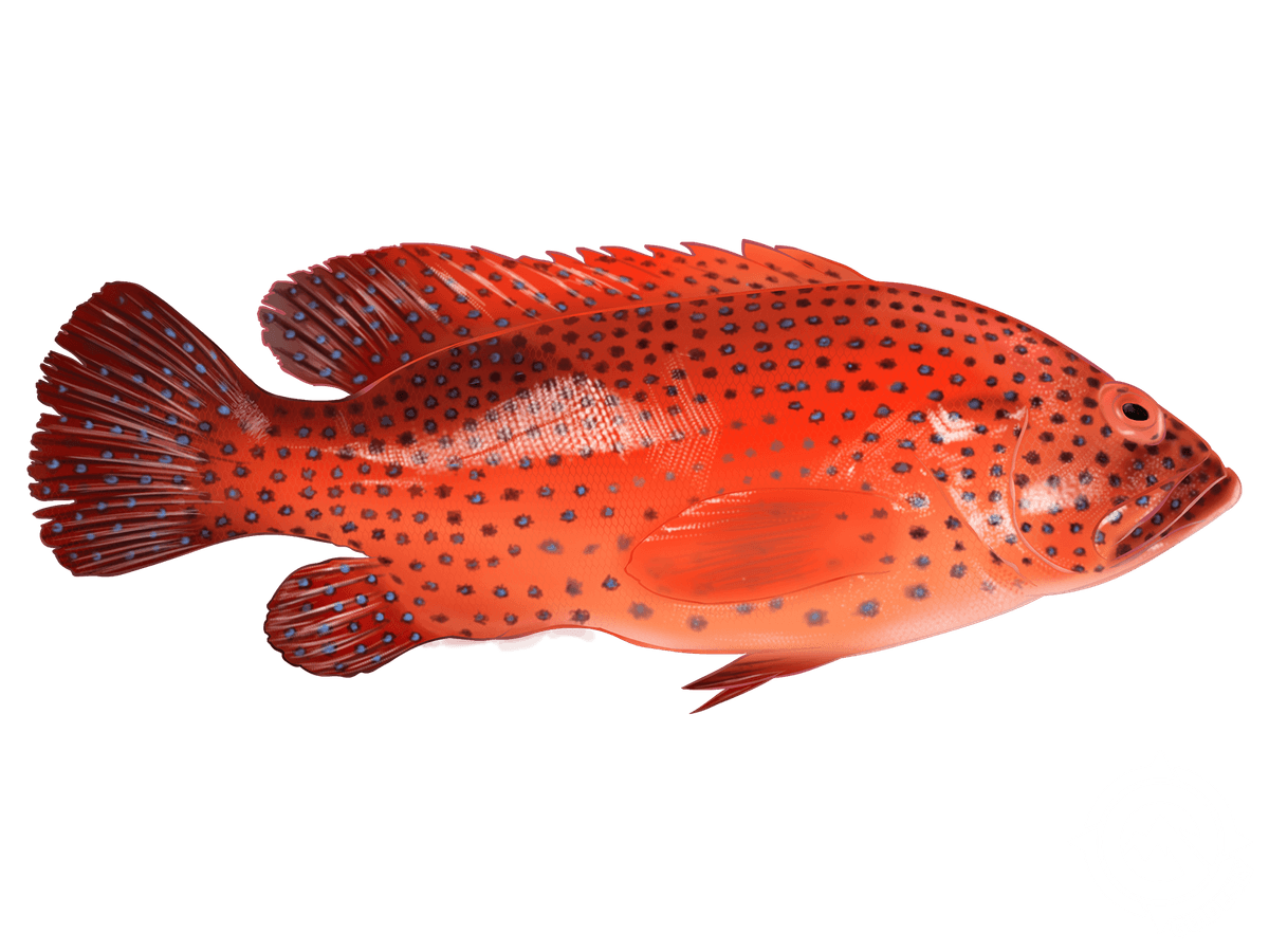 Red Grouper